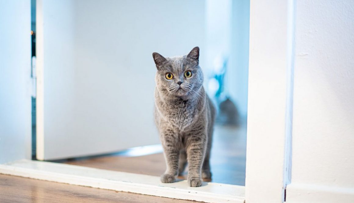 Cat standing in the doorway
