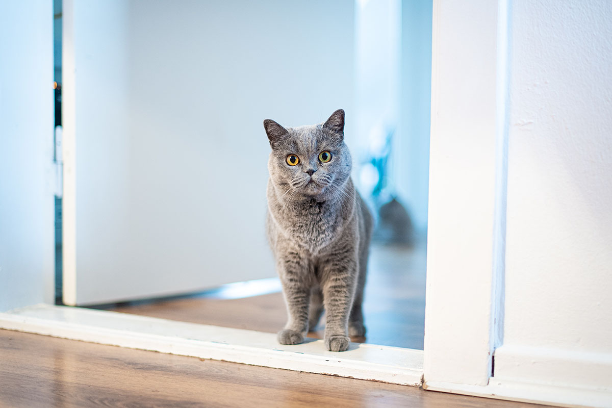 Cat standing in the doorway